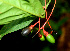  ( - BioBot01337)  @11 [ ] CreativeCommons - Attribution Non-Commercial Share-Alike (2010) Daniel H. Janzen Guanacaste Dry Forest Conservation Fund