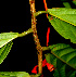  ( - BioBot01338)  @11 [ ] CreativeCommons - Attribution Non-Commercial Share-Alike (2010) Daniel H. Janzen Guanacaste Dry Forest Conservation Fund