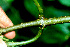  ( - BioBot01343)  @11 [ ] CreativeCommons - Attribution Non-Commercial Share-Alike (2010) Daniel H. Janzen Guanacaste Dry Forest Conservation Fund