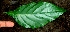  ( - BioBot01343)  @11 [ ] CreativeCommons - Attribution Non-Commercial Share-Alike (2010) Daniel H. Janzen Guanacaste Dry Forest Conservation Fund