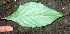  ( - BioBot01343)  @11 [ ] CreativeCommons - Attribution Non-Commercial Share-Alike (2010) Daniel H. Janzen Guanacaste Dry Forest Conservation Fund