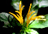  ( - BioBot01344)  @11 [ ] CreativeCommons - Attribution Non-Commercial Share-Alike (2010) Daniel H. Janzen Guanacaste Dry Forest Conservation Fund