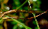  ( - BioBot01344)  @11 [ ] CreativeCommons - Attribution Non-Commercial Share-Alike (2010) Daniel H. Janzen Guanacaste Dry Forest Conservation Fund