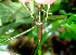  ( - BioBot01344)  @11 [ ] CreativeCommons - Attribution Non-Commercial Share-Alike (2010) Daniel H. Janzen Guanacaste Dry Forest Conservation Fund