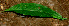  ( - BioBot01344)  @11 [ ] CreativeCommons - Attribution Non-Commercial Share-Alike (2010) Daniel H. Janzen Guanacaste Dry Forest Conservation Fund