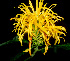  ( - BioBot01345)  @11 [ ] CreativeCommons - Attribution Non-Commercial Share-Alike (2010) Daniel H. Janzen Guanacaste Dry Forest Conservation Fund