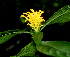  ( - BioBot01345)  @11 [ ] CreativeCommons - Attribution Non-Commercial Share-Alike (2010) Daniel H. Janzen Guanacaste Dry Forest Conservation Fund