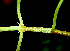  ( - BioBot01345)  @11 [ ] CreativeCommons - Attribution Non-Commercial Share-Alike (2010) Daniel H. Janzen Guanacaste Dry Forest Conservation Fund