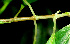  ( - BioBot01345)  @11 [ ] CreativeCommons - Attribution Non-Commercial Share-Alike (2010) Daniel H. Janzen Guanacaste Dry Forest Conservation Fund