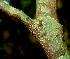  (Solanum arboreum - BioBot01346)  @11 [ ] CreativeCommons - Attribution Non-Commercial Share-Alike (2010) Daniel H. Janzen Guanacaste Dry Forest Conservation Fund