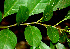  ( - BioBot01347)  @11 [ ] CreativeCommons - Attribution Non-Commercial Share-Alike (2010) Daniel H. Janzen Guanacaste Dry Forest Conservation Fund