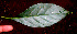  ( - BioBot01347)  @11 [ ] CreativeCommons - Attribution Non-Commercial Share-Alike (2010) Daniel H. Janzen Guanacaste Dry Forest Conservation Fund