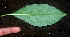  ( - BioBot01347)  @11 [ ] CreativeCommons - Attribution Non-Commercial Share-Alike (2010) Daniel H. Janzen Guanacaste Dry Forest Conservation Fund