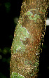  ( - BioBot01348)  @11 [ ] CreativeCommons - Attribution Non-Commercial Share-Alike (2010) Daniel H. Janzen Guanacaste Dry Forest Conservation Fund