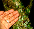  ( - BioBot01352)  @11 [ ] CreativeCommons - Attribution Non-Commercial Share-Alike (2010) Daniel H. Janzen Guanacaste Dry Forest Conservation Fund