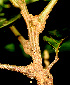  ( - BioBot01352)  @11 [ ] CreativeCommons - Attribution Non-Commercial Share-Alike (2010) Daniel H. Janzen Guanacaste Dry Forest Conservation Fund