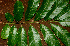  ( - BioBot01352)  @11 [ ] CreativeCommons - Attribution Non-Commercial Share-Alike (2010) Daniel H. Janzen Guanacaste Dry Forest Conservation Fund