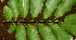  ( - BioBot01352)  @11 [ ] CreativeCommons - Attribution Non-Commercial Share-Alike (2010) Daniel H. Janzen Guanacaste Dry Forest Conservation Fund