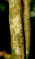  ( - BioBot01353)  @11 [ ] CreativeCommons - Attribution Non-Commercial Share-Alike (2010) Daniel H. Janzen Guanacaste Dry Forest Conservation Fund