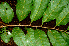  ( - BioBot01353)  @11 [ ] CreativeCommons - Attribution Non-Commercial Share-Alike (2010) Daniel H. Janzen Guanacaste Dry Forest Conservation Fund