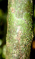  ( - BioBot01354)  @11 [ ] CreativeCommons - Attribution Non-Commercial Share-Alike (2010) Daniel H. Janzen Guanacaste Dry Forest Conservation Fund