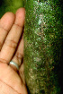  ( - BioBot01354)  @11 [ ] CreativeCommons - Attribution Non-Commercial Share-Alike (2010) Daniel H. Janzen Guanacaste Dry Forest Conservation Fund