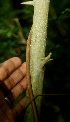  ( - BioBot01359)  @11 [ ] CreativeCommons - Attribution Non-Commercial Share-Alike (2010) Daniel H. Janzen Guanacaste Dry Forest Conservation Fund