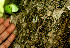 ( - BioBot01379)  @11 [ ] CreativeCommons - Attribution Non-Commercial Share-Alike (2010) Daniel H. Janzen Guanacaste Dry Forest Conservation Fund