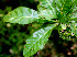  ( - BioBot01379)  @11 [ ] CreativeCommons - Attribution Non-Commercial Share-Alike (2010) Daniel H. Janzen Guanacaste Dry Forest Conservation Fund