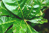  ( - BioBot01379)  @11 [ ] CreativeCommons - Attribution Non-Commercial Share-Alike (2010) Daniel H. Janzen Guanacaste Dry Forest Conservation Fund