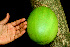  ( - BioBot01380)  @11 [ ] CreativeCommons - Attribution Non-Commercial Share-Alike (2010) Daniel H. Janzen Guanacaste Dry Forest Conservation Fund