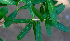  ( - BioBot01381)  @11 [ ] CreativeCommons - Attribution Non-Commercial Share-Alike (2010) Daniel H. Janzen Guanacaste Dry Forest Conservation Fund