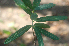  ( - BioBot01381)  @11 [ ] CreativeCommons - Attribution Non-Commercial Share-Alike (2010) Daniel H. Janzen Guanacaste Dry Forest Conservation Fund