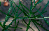  ( - BioBot01381)  @11 [ ] CreativeCommons - Attribution Non-Commercial Share-Alike (2010) Daniel H. Janzen Guanacaste Dry Forest Conservation Fund