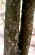  ( - BioBot01382)  @11 [ ] CreativeCommons - Attribution Non-Commercial Share-Alike (2010) Daniel H. Janzen Guanacaste Dry Forest Conservation Fund