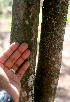  ( - BioBot01382)  @11 [ ] CreativeCommons - Attribution Non-Commercial Share-Alike (2010) Daniel H. Janzen Guanacaste Dry Forest Conservation Fund