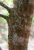  ( - BioBot01383)  @11 [ ] CreativeCommons - Attribution Non-Commercial Share-Alike (2010) Daniel H. Janzen Guanacaste Dry Forest Conservation Fund