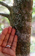  ( - BioBot01383)  @11 [ ] CreativeCommons - Attribution Non-Commercial Share-Alike (2010) Daniel H. Janzen Guanacaste Dry Forest Conservation Fund