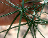  ( - BioBot01383)  @11 [ ] CreativeCommons - Attribution Non-Commercial Share-Alike (2010) Daniel H. Janzen Guanacaste Dry Forest Conservation Fund