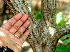  ( - BioBot01384)  @11 [ ] CreativeCommons - Attribution Non-Commercial Share-Alike (2010) Daniel H. Janzen Guanacaste Dry Forest Conservation Fund
