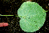  (Hibiscus pernambucensis - BioBot01386)  @11 [ ] CreativeCommons - Attribution Non-Commercial Share-Alike (2010) Daniel H. Janzen Guanacaste Dry Forest Conservation Fund