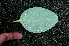  ( - BioBot01387)  @11 [ ] CreativeCommons - Attribution Non-Commercial Share-Alike (2010) Daniel H. Janzen Guanacaste Dry Forest Conservation Fund