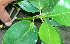  ( - BioBot01387)  @11 [ ] CreativeCommons - Attribution Non-Commercial Share-Alike (2010) Daniel H. Janzen Guanacaste Dry Forest Conservation Fund