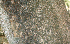 ( - BioBot01388)  @11 [ ] CreativeCommons - Attribution Non-Commercial Share-Alike (2010) Daniel H. Janzen Guanacaste Dry Forest Conservation Fund