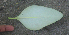  ( - BioBot01388)  @11 [ ] CreativeCommons - Attribution Non-Commercial Share-Alike (2010) Daniel H. Janzen Guanacaste Dry Forest Conservation Fund