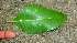  ( - BioBot01388)  @11 [ ] CreativeCommons - Attribution Non-Commercial Share-Alike (2010) Daniel H. Janzen Guanacaste Dry Forest Conservation Fund