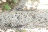  ( - BioBot01389)  @11 [ ] CreativeCommons - Attribution Non-Commercial Share-Alike (2010) Daniel H. Janzen Guanacaste Dry Forest Conservation Fund