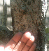  ( - BioBot01389)  @11 [ ] CreativeCommons - Attribution Non-Commercial Share-Alike (2010) Daniel H. Janzen Guanacaste Dry Forest Conservation Fund