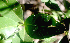 ( - BioBot01389)  @11 [ ] CreativeCommons - Attribution Non-Commercial Share-Alike (2010) Daniel H. Janzen Guanacaste Dry Forest Conservation Fund