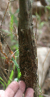  ( - BioBot01397)  @11 [ ] CreativeCommons - Attribution Non-Commercial Share-Alike (2010) Daniel H. Janzen Guanacaste Dry Forest Conservation Fund